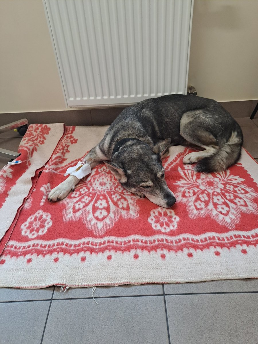 Alisei ir iekaisis un ieplīsis žults pūslis. Šovakar operācija, kuras rezultāts noteiks ...........
Turam īkšķus un ķepas.