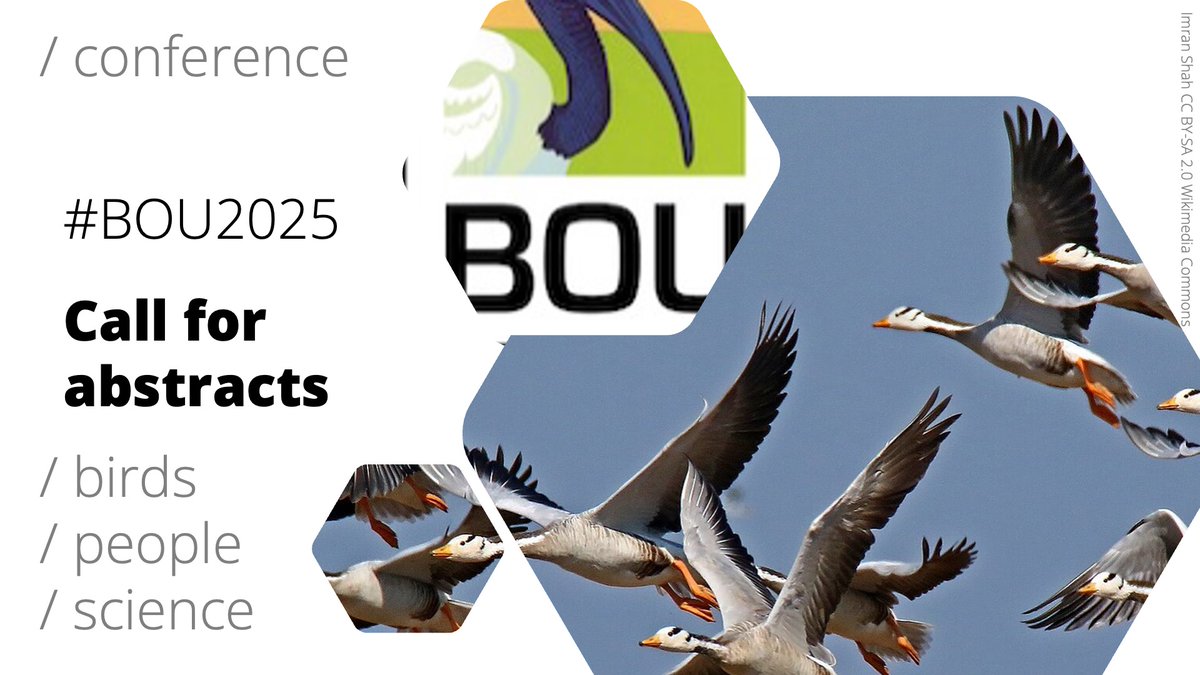 BOU 👩🏻🏫👨🏿🏫🧕🏽👳🏽♂️ 🌈 (@ibis_journal) on Twitter photo 📢Call for abstracts open
#BOU2025 Frontiers in ornithology 
bou.org.uk/event/frontier…
Deadline: 2 Sept 2024   
⬇️ See keynote lineup below 
#ornithology 📢Call for abstracts open
#BOU2025 Frontiers in ornithology 
bou.org.uk/event/frontier…
Deadline: 2 Sept 2024   
⬇️ See keynote lineup below 
#ornithology