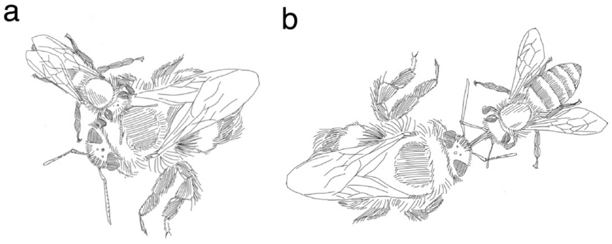 ComparativeCog's tweet image. Exciting new paper🐝@EricRomeroVet et al: bumblebees accepted grooming &amp;amp; trophallaxis from honeybees introduced into their colonies- typical behaviors for honey but not bumblebees. However no evidence of bumble learning honeybee waggle dance link.springer.com/article/10.100… #compcogpapers