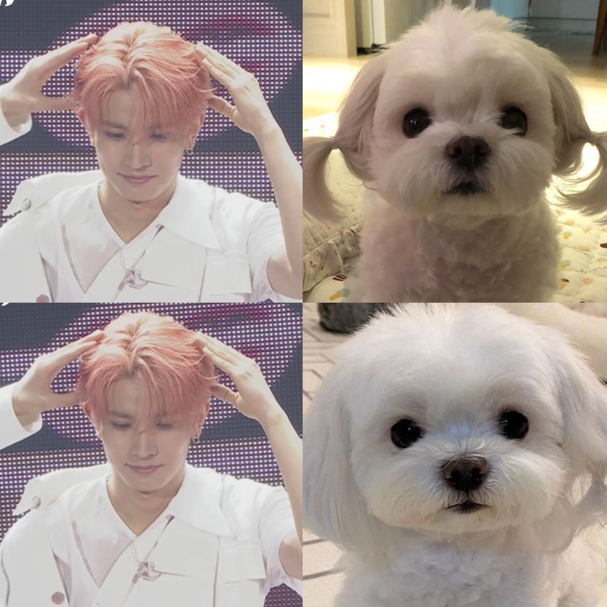 PR0DHEE's tweet photo. maltese cutie heeseung (maltHEEse) https://t.co/mopziCSxEa