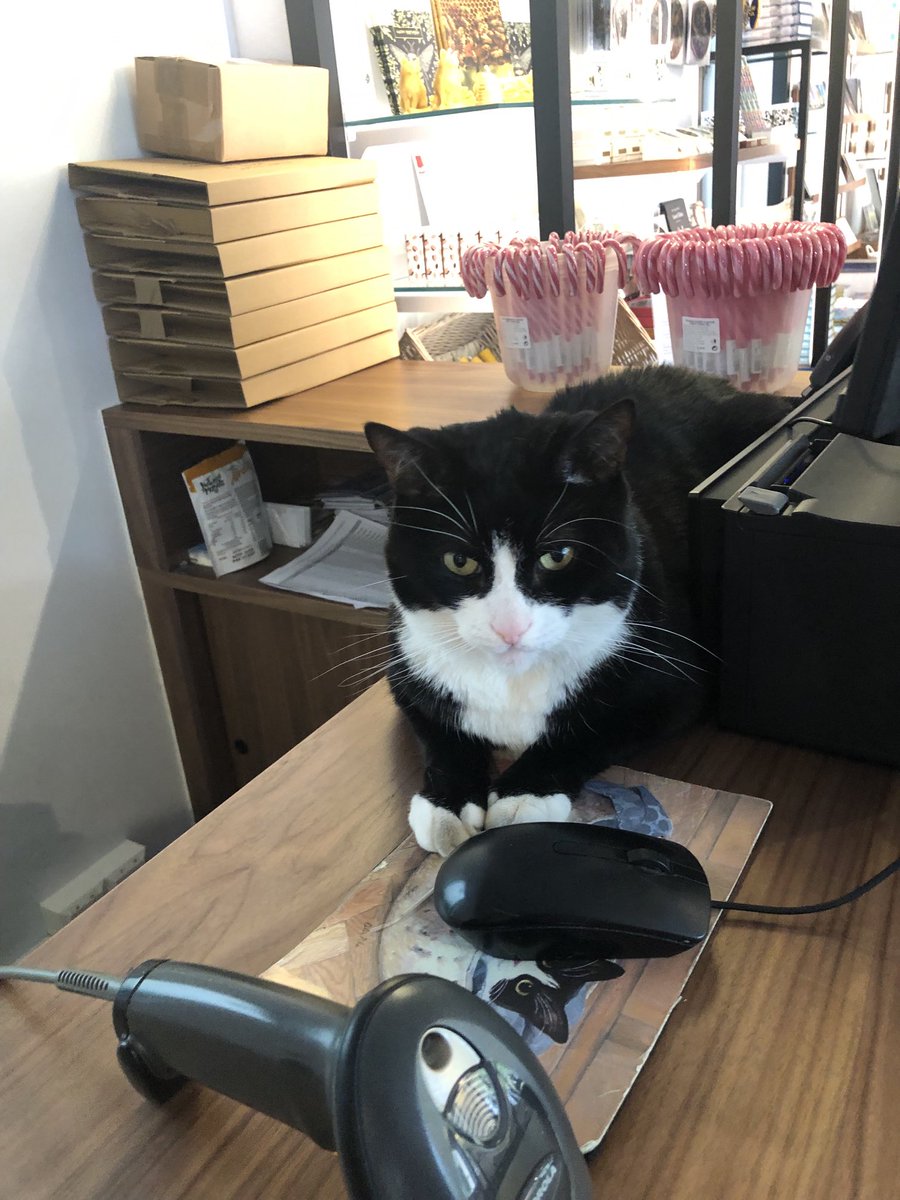 Stroked little ⁦<a href="/HodgeTheCat/">Hodge</a>⁩ 😻😻