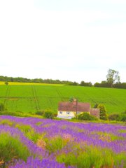 コッツウォルズ、のどかすぎて死ぬ前の走馬灯これがいいになった。