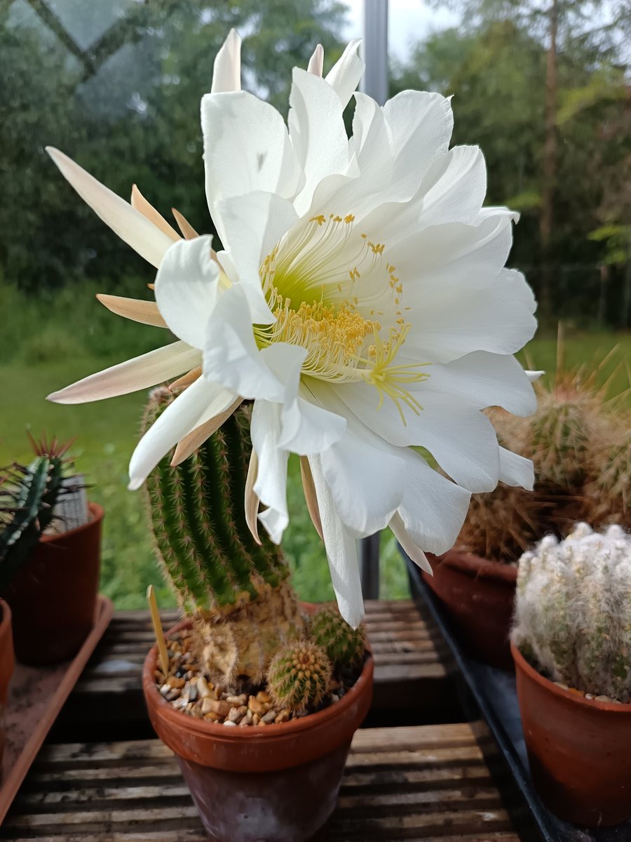 Dr Sally Francis (@norfolksaffron) on Twitter photo Look at my cactus that has flowered this morning! The whole glasshouse smells like lily of the valley. I would say the colour, size and scent mean this species evolved to be moth-pollinated. Any idea of ID please <a href="/CactusSucculent/">British Cactus and Succulent Society</a>? Look at my cactus that has flowered this morning! The whole glasshouse smells like lily of the valley. I would say the colour, size and scent mean this species evolved to be moth-pollinated. Any idea of ID please <a href="/CactusSucculent/">British Cactus and Succulent Society</a>?