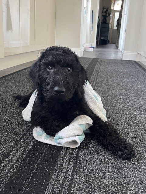 Bath time! #FridayPuppyFix