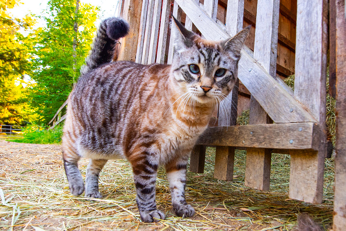 bigsnit's tweet photo. The Helper.  #catsofinstagram #cateyes #kitty #feline #canada #stable #paddock #saltspringisland #gulfislands #farmcat #catlover #petsofinstagram #catlife  #farmlife #gulfislandlife #catsofcanada #barnkitty https://t.co/uep12MRzDZ