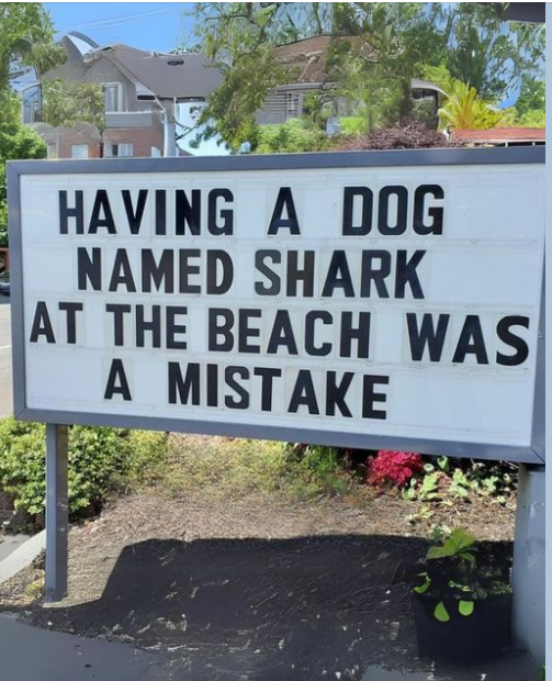 Turbo The Tortoise 🌍 #Love and Peace (@turbotortoise1) on Twitter photo 