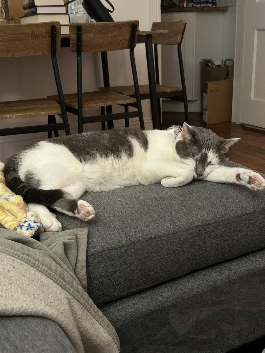 saruh_c's tweet photo. checking in 3 years later: she’s still just as cute, maybe cuter. she’s also gotten way calmer/nicer so it’s honestly surprising that i haven’t imploded yet. i love this ex-street cat so much https://t.co/D7PCIq26t3