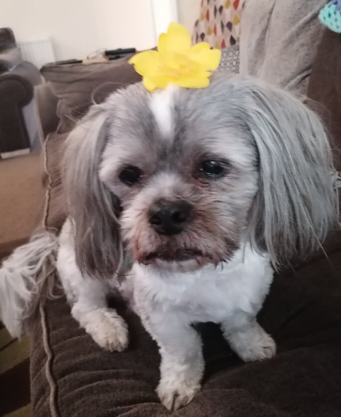 #FloofFriday #FloofHeadForCleo #DogsOfX #DogsOfTwitter
Morning my furry friends, hope you all have a lovely day and are getting ready for the weekend. Love Percy🐾🐶