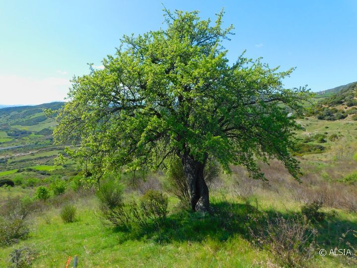 alsiasocial's tweet photo. #ALSIA porte aperte in Podcast: Censimento degli alberi monumentali da frutto. Segnala anche tu un albero secolare. #basilicata #aniellocrescenzi
LEGGI QUI: https://t.co/JCu9gaPrka https://t.co/v6Vmjew8cI