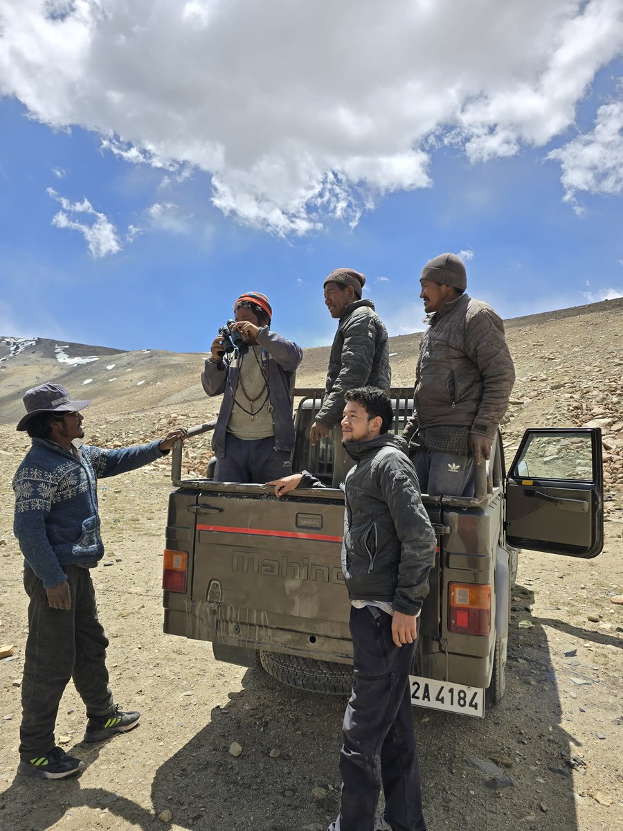 CoexConsortium's tweet photo. How do we support pasture ecology and herders after a tough winter? Barley distribution!
Our Coexistence fellows, Dorjay and Lobzang delivered 50 buri (each weighing 50- 60kg) of barley for livestock to local herders in Ladakh, providing vital relief for pastureland and herds! https://t.co/fIxDbrxiOz