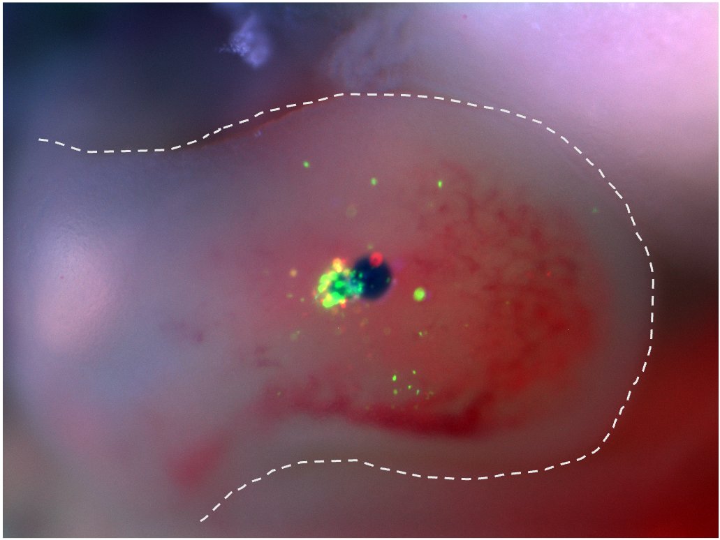 Alberto Rosello-Diez (@rosellodiez) on Twitter photo So EGGcited to be using transgenic chicken at #EGGED2024. This one is Chameleon, activated by a TET-Cre bead. <a href="/EMBOevents/">EMBO Events</a> <a href="/roslininstitute/">The Roslin Institute</a> <a href="/TheDickVet/">The Royal (Dick) School of Veterinary Studies</a> <a href="/NARFroslin/">NARF</a> <a href="/Co_Biologists/">The Company of Biologists</a> <a href="/RoyalSocEd/">Royal Society of Edinburgh</a> <a href="/HCRimaging/">Molecular Instruments</a> <a href="/GenSocUK/">The Genetics Society</a> <a href="/EMSDIASUM/">Electron Microscopy Sciences</a> So EGGcited to be using transgenic chicken at #EGGED2024. This one is Chameleon, activated by a TET-Cre bead. <a href="/EMBOevents/">EMBO Events</a> <a href="/roslininstitute/">The Roslin Institute</a> <a href="/TheDickVet/">The Royal (Dick) School of Veterinary Studies</a> <a href="/NARFroslin/">NARF</a> <a href="/Co_Biologists/">The Company of Biologists</a> <a href="/RoyalSocEd/">Royal Society of Edinburgh</a> <a href="/HCRimaging/">Molecular Instruments</a> <a href="/GenSocUK/">The Genetics Society</a> <a href="/EMSDIASUM/">Electron Microscopy Sciences</a>