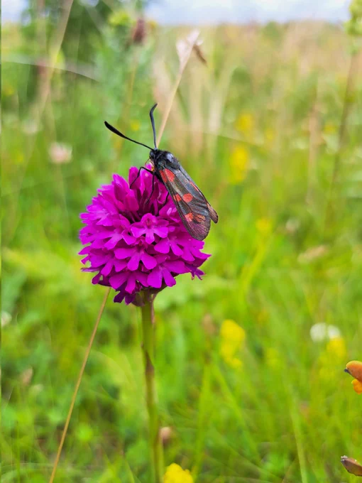 Image from ACRES Breifne (@ACRESBreifne)