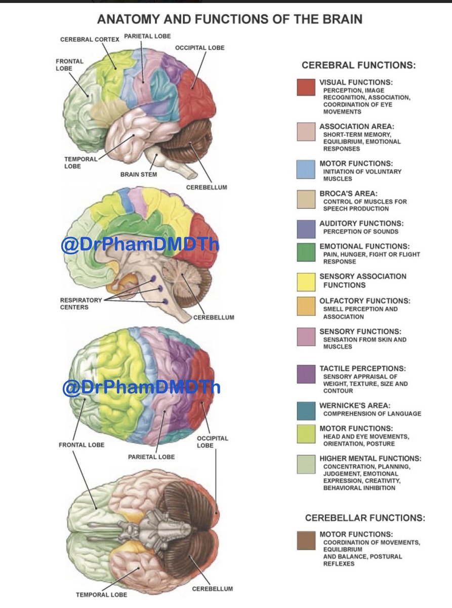 ANATOMY AND FUNCTIONS OF THE BRAIN