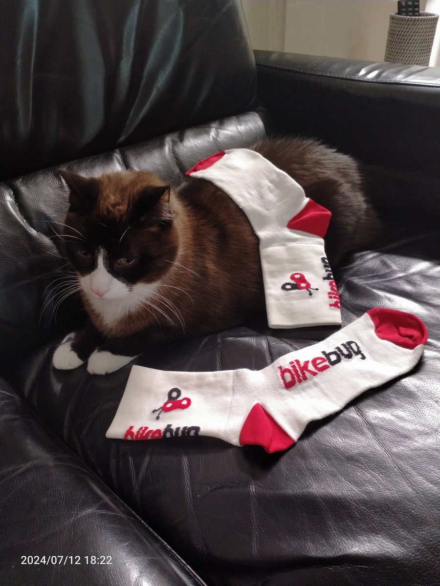 SharynC25425201's tweet image. #tourcat is settling in for Stage 13 of the Tour.  #couchpeleton
#sbstdf #TDF2024 #Bikebug