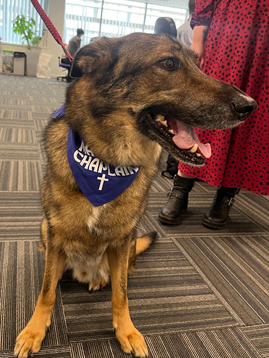 NUTH Digital Health Team (@nuthdigital) on Twitter photo Today we were visited by this lovely furry member of the Trust - Mac 🐶❤️
Seeing this happy face definitely brought some 'pawsitivity' to the team! <a href="/NChaplaincy/">NUTHChaplaincy</a> <a href="/NewcastleHosps/">Newcastle Hospitals</a> Today we were visited by this lovely furry member of the Trust - Mac 🐶❤️
Seeing this happy face definitely brought some 'pawsitivity' to the team! <a href="/NChaplaincy/">NUTHChaplaincy</a> <a href="/NewcastleHosps/">Newcastle Hospitals</a>