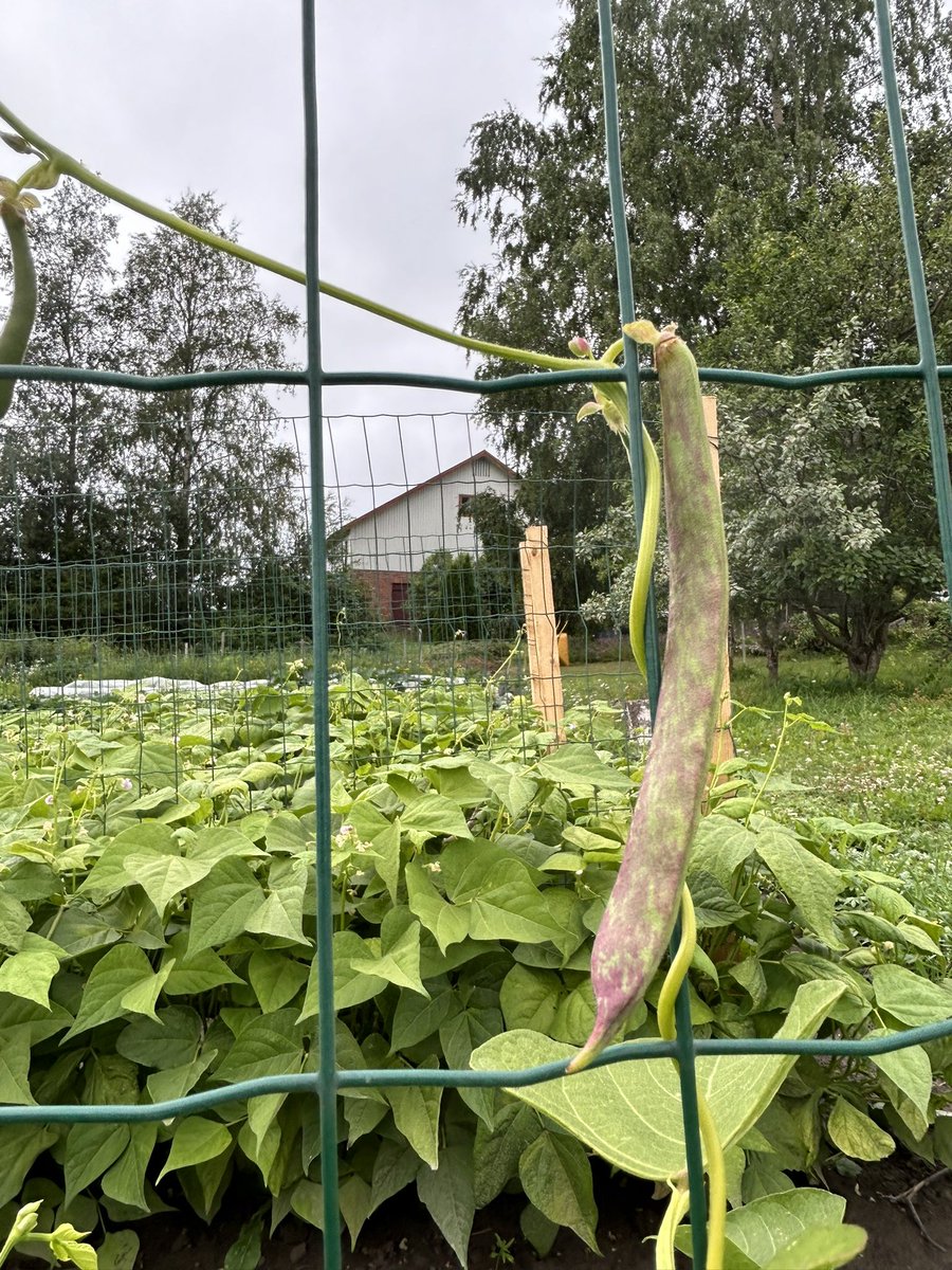 FarmEVs's tweet photo. #FarmEVs beans (Sanguigno 2) are growing nicely at #lehtosarventila. Beans enjoy the nightless nights of the north and growth is no very rapid.
Beans had challenges from the cold weather, but when the soil is healthy and alive, the plants have remarkable capacity to recover π± https://t.co/M8r53HT6nK