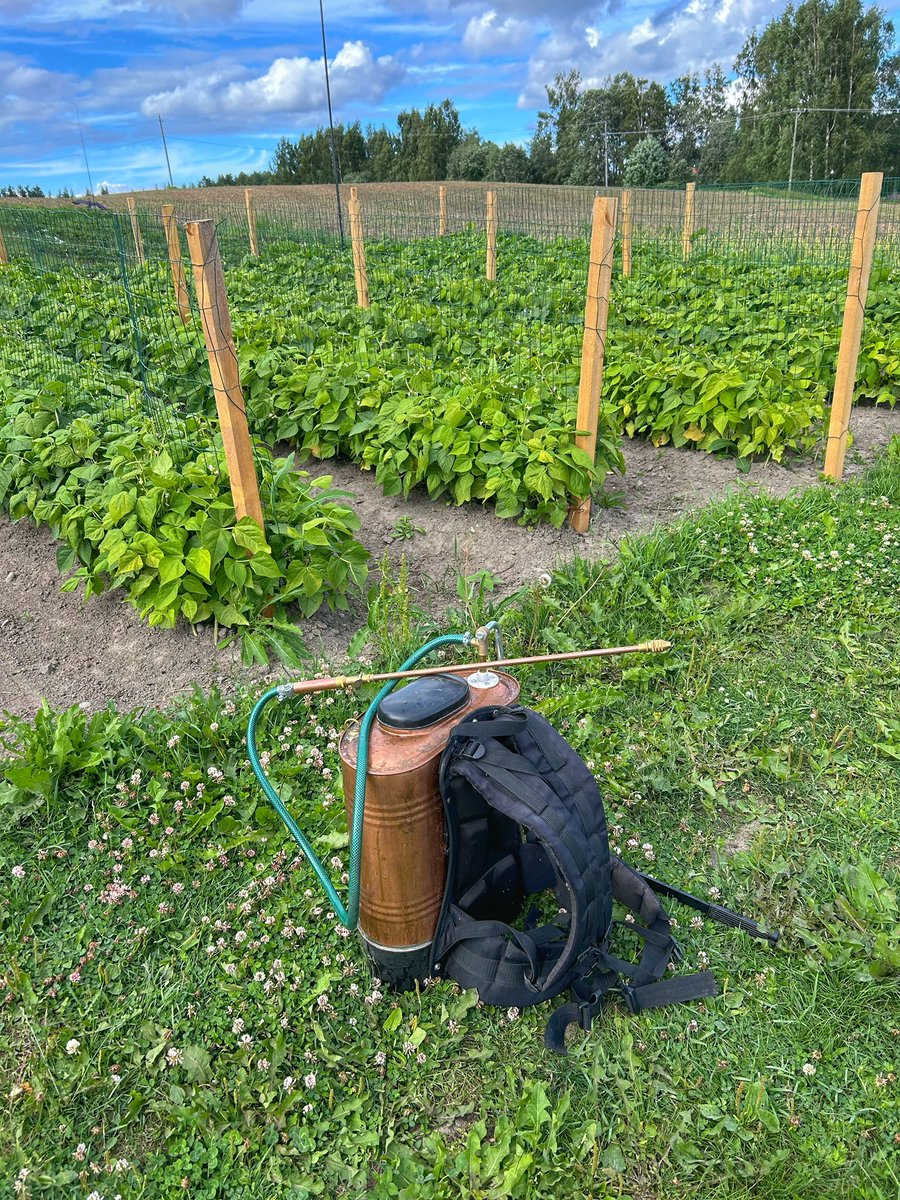 FarmEVs's tweet photo. #FarmEVs beans (Sanguigno 2) are growing nicely at #lehtosarventila. Beans enjoy the nightless nights of the north and growth is no very rapid.
Beans had challenges from the cold weather, but when the soil is healthy and alive, the plants have remarkable capacity to recover π± https://t.co/M8r53HT6nK