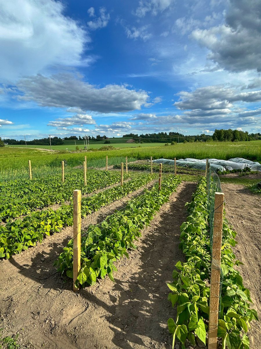 FarmEVs's tweet photo. #FarmEVs beans (Sanguigno 2) are growing nicely at #lehtosarventila. Beans enjoy the nightless nights of the north and growth is no very rapid.
Beans had challenges from the cold weather, but when the soil is healthy and alive, the plants have remarkable capacity to recover π± https://t.co/M8r53HT6nK