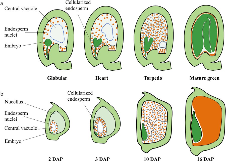 MaximumAcademic's tweet photo. #SeedBio
Delve into the intricate world of seed size regulation!
Explore the role of endosperm development and molecular pathways in controlling seed size. 🌱
@PlantSciRes #SeedSize #EndospermDevelopment #MolecularPathways #InnoConf24
Details: https://t.co/KTFaSQvGbI https://t.co/Sf2UJXeqZN