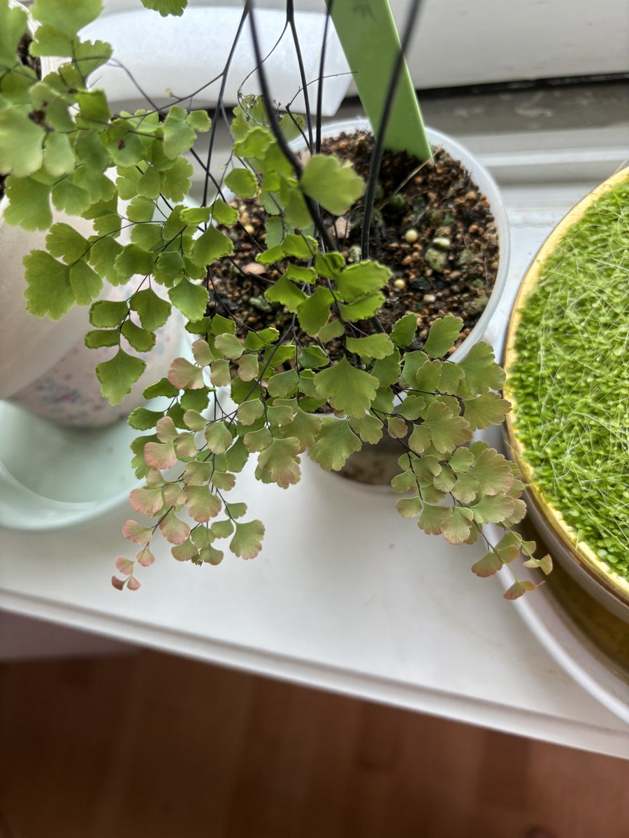 사카 트친소중! (@saka_plant) on Twitter photo 