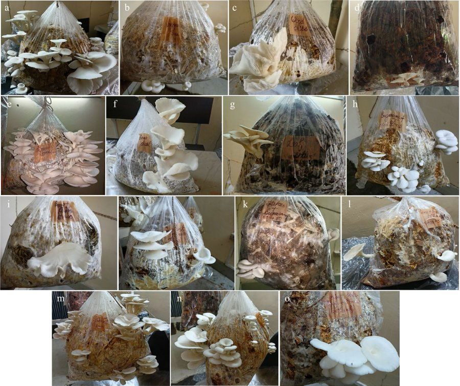 MaximumAcademic's tweet photo. #SiF
Utilizing lignocellulosic wastes for Pleurotus ostreatus cultivation reveals substrate impact on yield and efficiency, showcasing eco-friendly mushroom cultivation potential.
@EcologicalAR #Mushrooms #WasteUtilization #InnoConf24
Details: https://t.co/1Hsxe4ZnUs https://t.co/Uqzno8MR4v