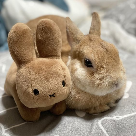 two bunnies