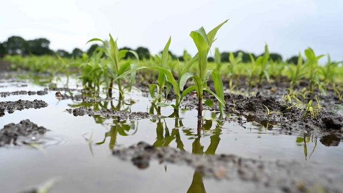 Changes in the water cycle due to climate change is a key issue for agriculture in Germany. 
Experts, including Jan Vanderborght and Florentine Weber from our DETECT team, explain the challenges in a WDR interview, available here: www1.wdr.de/nachrichten/er…