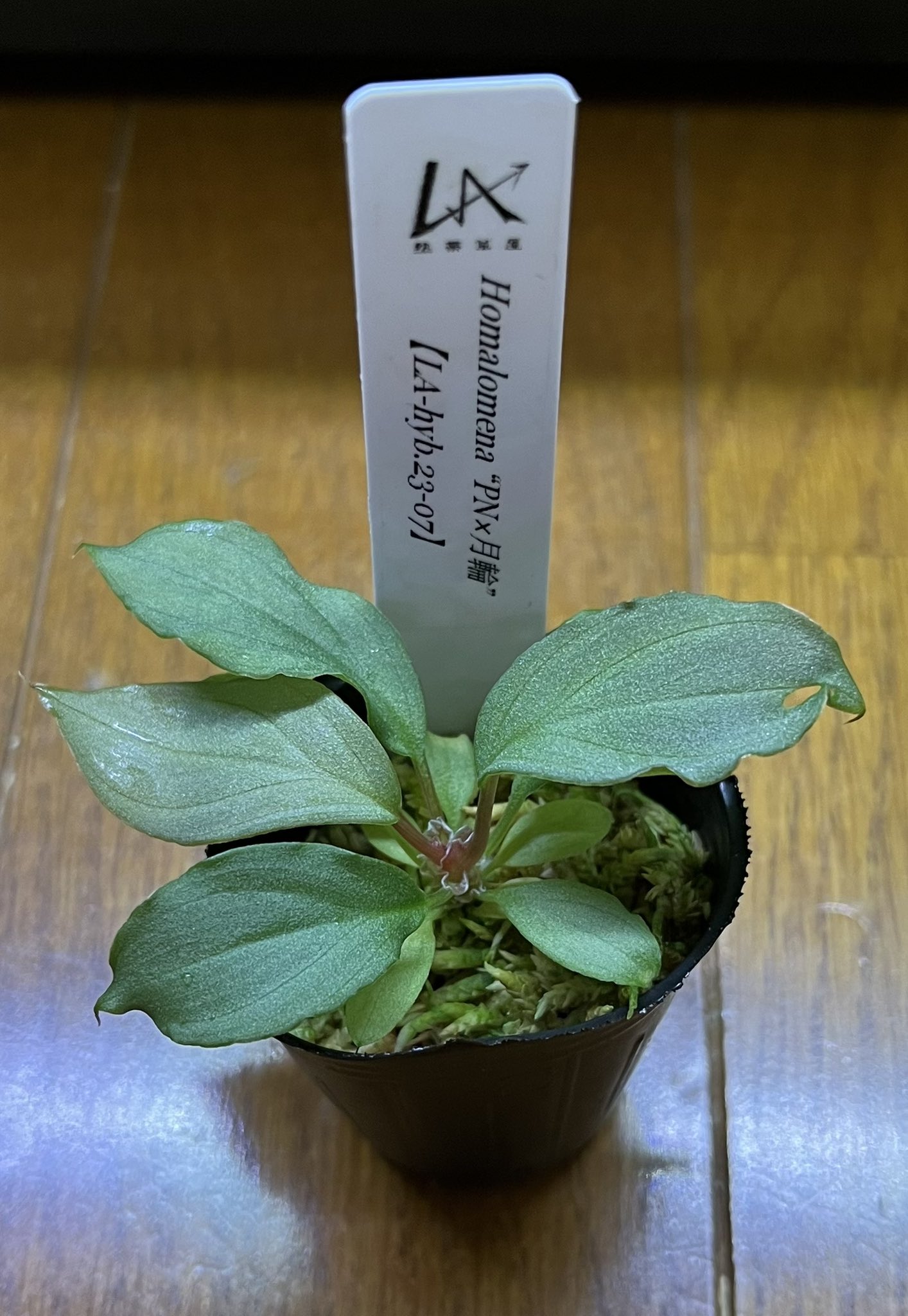 Q　Homalomena sp 月輪 宅急便発送 Q様専用 Homalomena sp 月輪 宅急便発送 - メルカリ