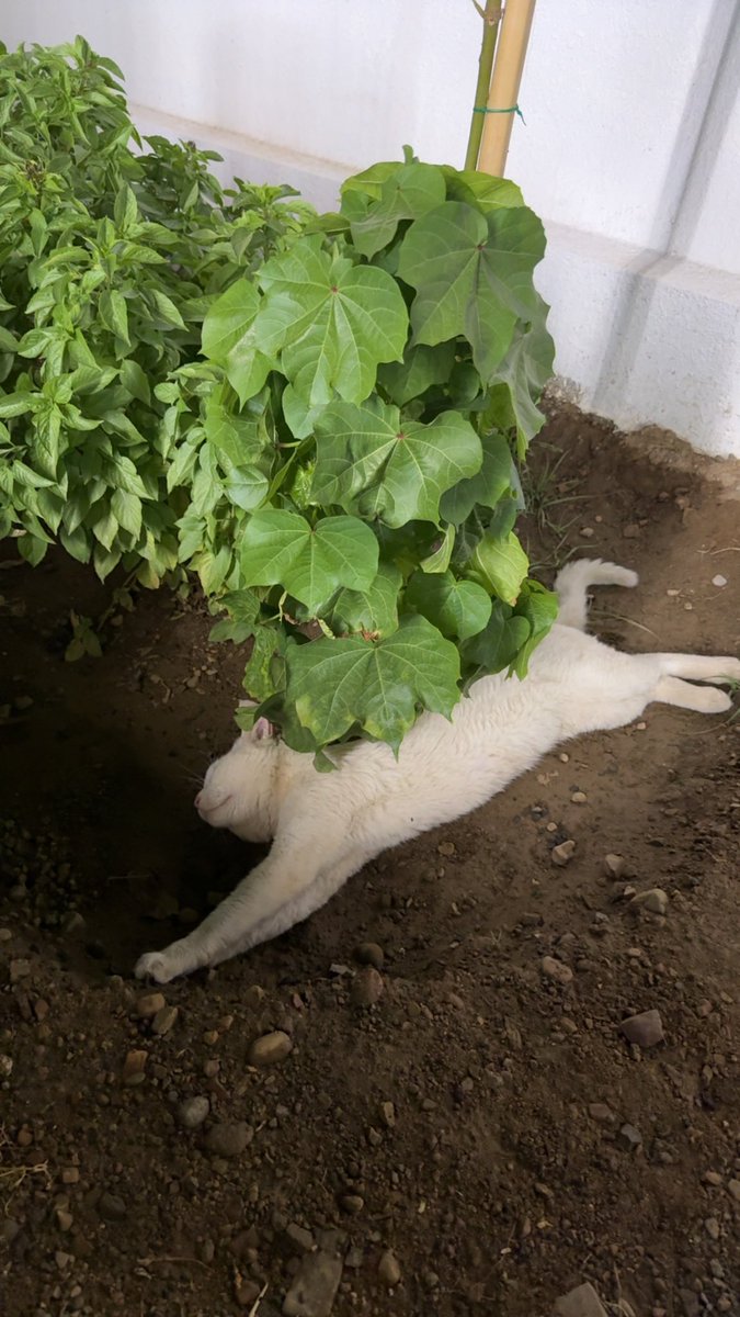 𝑲𝒉𝒂𝒍𝒊𝒅 tweet media