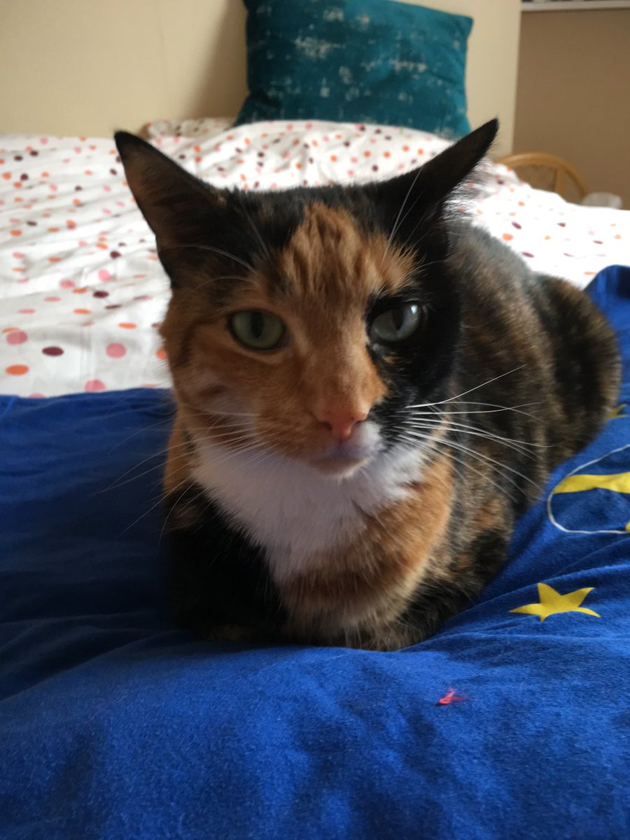 riotgrandma72's tweet image. Well said #labdem 
Got waaaay more friends on here than your human!
Nuff sed. 

Halley 😸