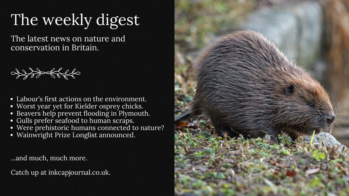 Inkcap Journal (@inkcapjournal) on Twitter photo The weekly digest is out!
Feat: <a href="/SteveReedMP/">Steve Reed</a> <a href="/Ed_Miliband/">Ed Miliband</a> <a href="/CarolineLucas/">Caroline Lucas</a> <a href="/pilitaclark/">Pilita Clark</a> <a href="/CarbonBrief/">Carbon Brief</a> <a href="/beckyjpullinger/">Rebecca Pullinger</a> <a href="/ClientEarth/">ClientEarth</a> <a href="/RBSTrarebreeds/">RBST</a> <a href="/briarsdelve/">Tom Briars-Delve</a> <a href="/Buzz_dont_tweet/">Buglife</a> <a href="/RMetS/">Royal Meteorological Society</a> <a href="/EmmaInzani/">Emma Inzani</a> <a href="/TomTimberlake92/">Tom Timberlake</a> <a href="/SpiritofCavalia/">Katherine Drotos (infrequently checking this acct)</a> <a href="/Hieraaetus/">Tristan S. Rapp</a> <a href="/IssyKey/">Isabel Key</a>
Read: inkcapjournal.co.uk/new-labour-pol⦠The weekly digest is out!
Feat: <a href="/SteveReedMP/">Steve Reed</a> <a href="/Ed_Miliband/">Ed Miliband</a> <a href="/CarolineLucas/">Caroline Lucas</a> <a href="/pilitaclark/">Pilita Clark</a> <a href="/CarbonBrief/">Carbon Brief</a> <a href="/beckyjpullinger/">Rebecca Pullinger</a> <a href="/ClientEarth/">ClientEarth</a> <a href="/RBSTrarebreeds/">RBST</a> <a href="/briarsdelve/">Tom Briars-Delve</a> <a href="/Buzz_dont_tweet/">Buglife</a> <a href="/RMetS/">Royal Meteorological Society</a> <a href="/EmmaInzani/">Emma Inzani</a> <a href="/TomTimberlake92/">Tom Timberlake</a> <a href="/SpiritofCavalia/">Katherine Drotos (infrequently checking this acct)</a> <a href="/Hieraaetus/">Tristan S. Rapp</a> <a href="/IssyKey/">Isabel Key</a>
Read: inkcapjournal.co.uk/new-labour-polβ¦