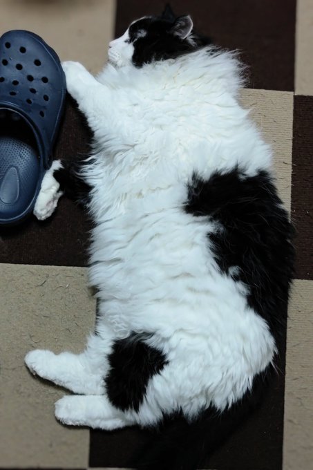 でっかい猫が床に落ちてる（笑） そして私の室内用スリッパが、こうしてボロボロになっていくぅ！！ けしからん（笑） https://t.co/7YdTATCcMS<a href="/tag/ntr"class="tags"><span>#ntr</span></a><a href="/tag/3p"class="tags"><span>#3p</span></a><a href="/tag/%E5%A4%A7%E4%BA%BA%E3%81%AE%E3%81%8A%E3%82%82%E3%81%A1%E3%82%83"class="tags"><span>#大人のおもちゃ</span></a><a href="/tag/%E5%AF%9D%E5%8F%96%E3%82%8A"class="tags"><span>#寝取り</span></a><a href="/tag/%E3%82%A2%E3%83%80%E3%83%AB%E3%83%88%E3%82%B0%E3%83%83%E3%82%BA"class="tags"><span>#アダルトグッズ</span></a><a href="/tag/%E3%82%B9%E3%83%AF%E3%83%83%E3%83%97"class="tags"><span>#スワップ</span></a><a href="/tag/%E8%A4%87%E6%95%B0"class="tags"><span>#複数</span></a><a href="/tag/%E9%91%91%E8%B3%9E"class="tags"><span>#鑑賞</span></a>
