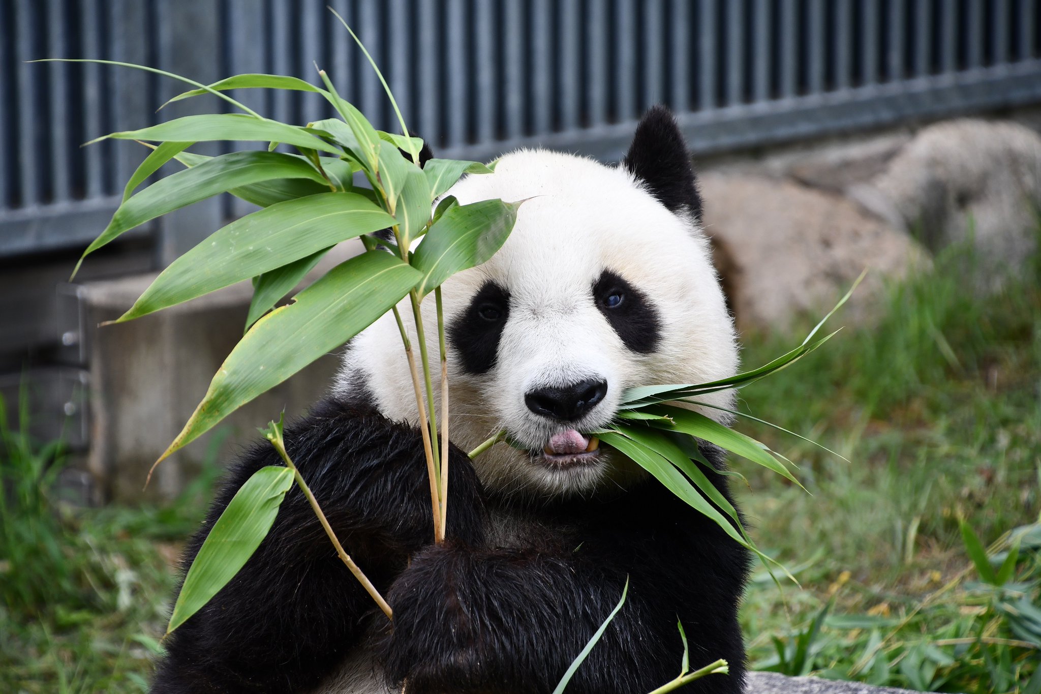 中古 タンタンと動物たち実物大の大きな絵本 王子動物園