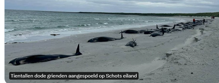 fmeeus1's tweet photo. 77 dode grienden/dolfijnen op het strand Schots eiland.
Iets met windmolens ? https://t.co/WRzzUmW4Pa