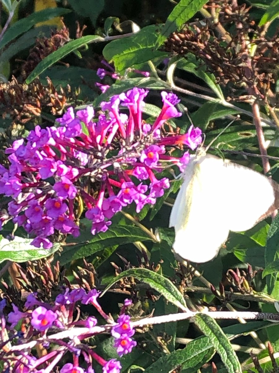 Schmetterlinge &amp; Blüten – das Symbol für Neuanfänge! 🌸🦋 Zeit für dich! Lichttherapie kann wahre Wunder wirken und Körper &amp; Geist in Einklang bringen. Gönn dir eine Auszeit und entdecke die Kraft des Lichts. Ein erholsames Wochenende wartet! 🌞 #Lichttherapie #Entspannung #Neu