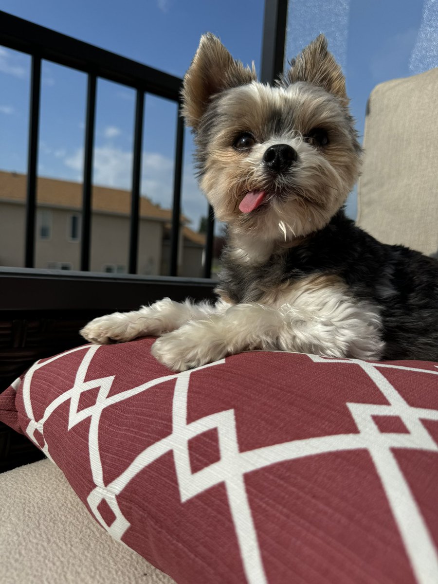 CoryJoy's tweet image. Gio. Lovin Friday 🫶🏼🐾🩵🥰💋 #FridayMotivation Pillow sitting 🙌🩷