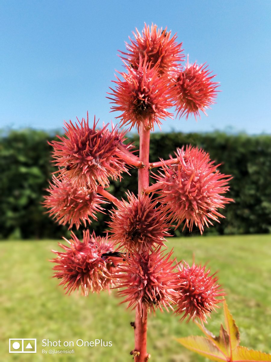 yo_mismo1's tweet photo. Bokhe with the OnePlus 5
#RepYourRed by @Snapdragon
Shot on @oneplus
#ShotOnSnapdragon #Snapdragon #SnapdragonInsiders
#OnePlusCommunity
#OnePlus5 #ShotOnOnePlus #NeverSettle
@OnePlus_Europe @OnePlus_FI
#TheMobPhotographer @TheMobPhoto https://t.co/xeQCpCXTOI