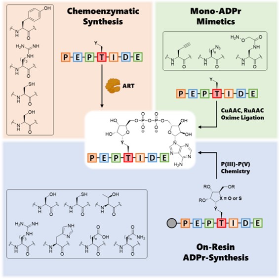 Filippov ADPr Lab tweet media