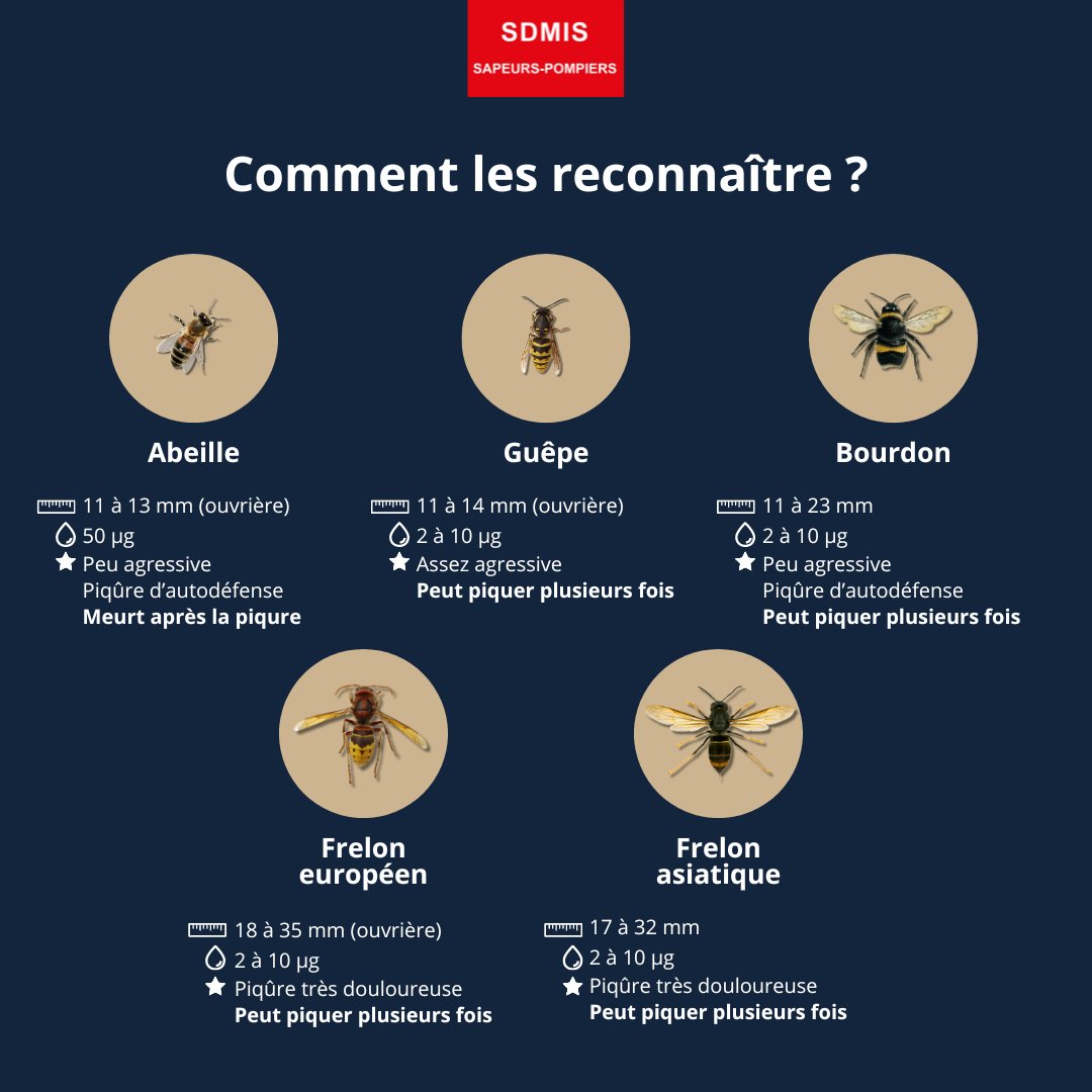 SDMIS69's tweet photo. [LE SAVIEZ-VOUS ?] 🐝

Nids de guêpes, frelons et essaims d'abeilles, sauf urgence, n'appelez pas les sapeurs-pompiers ! https://t.co/8XmFwbxvGe