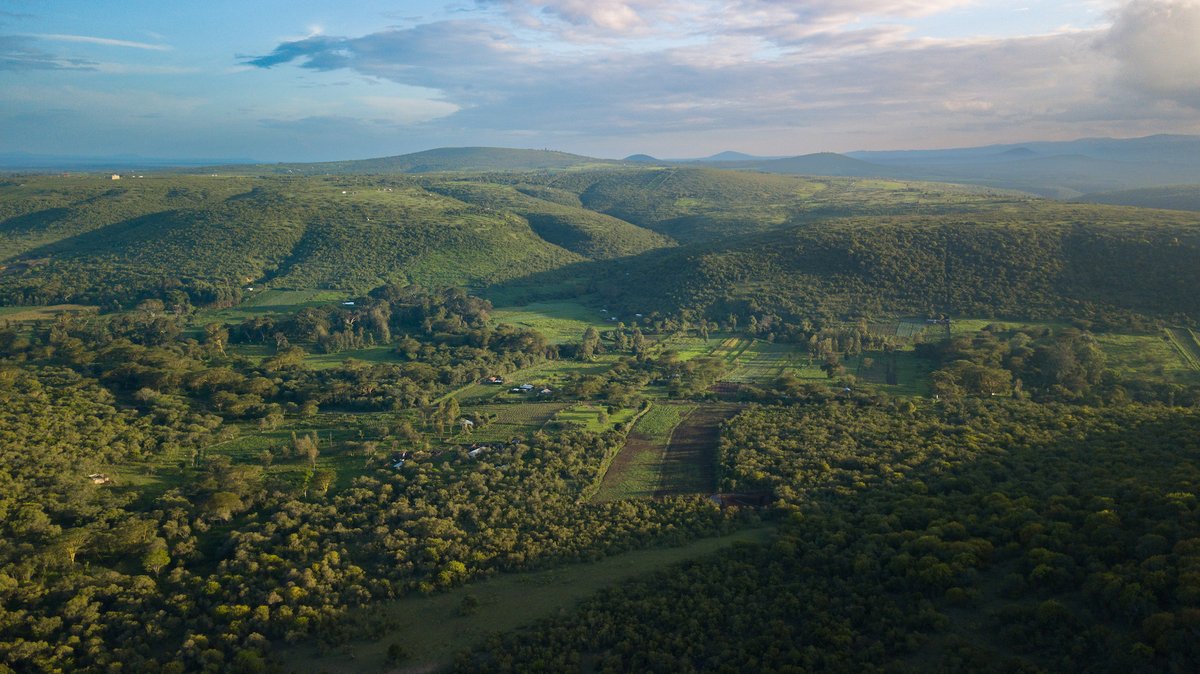 🌾 Our Central Highlands Ecoregion Foodscape (CHEF) is revitalising Kenya's agricultural landscape from mountains to grasslands. By promoting crop diversity &amp; water management, we're developing sustainable practices benefiting communities and ecosystems. nature.org/en-us/about-us…