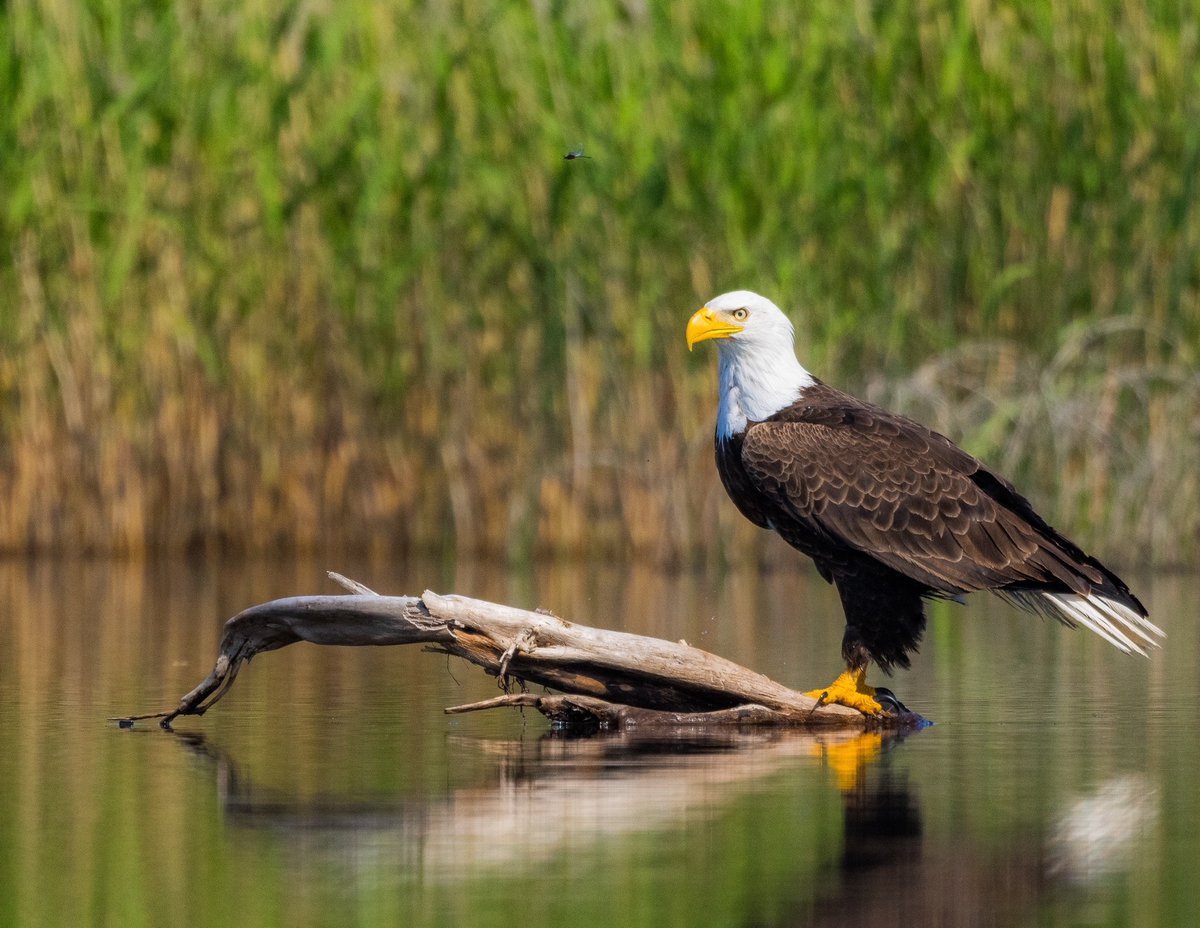 The Your Saskatchewan photo for July 12 was taken by CJ Lessard in the RM of Lakeland.
trib.al/u4n7Qvh