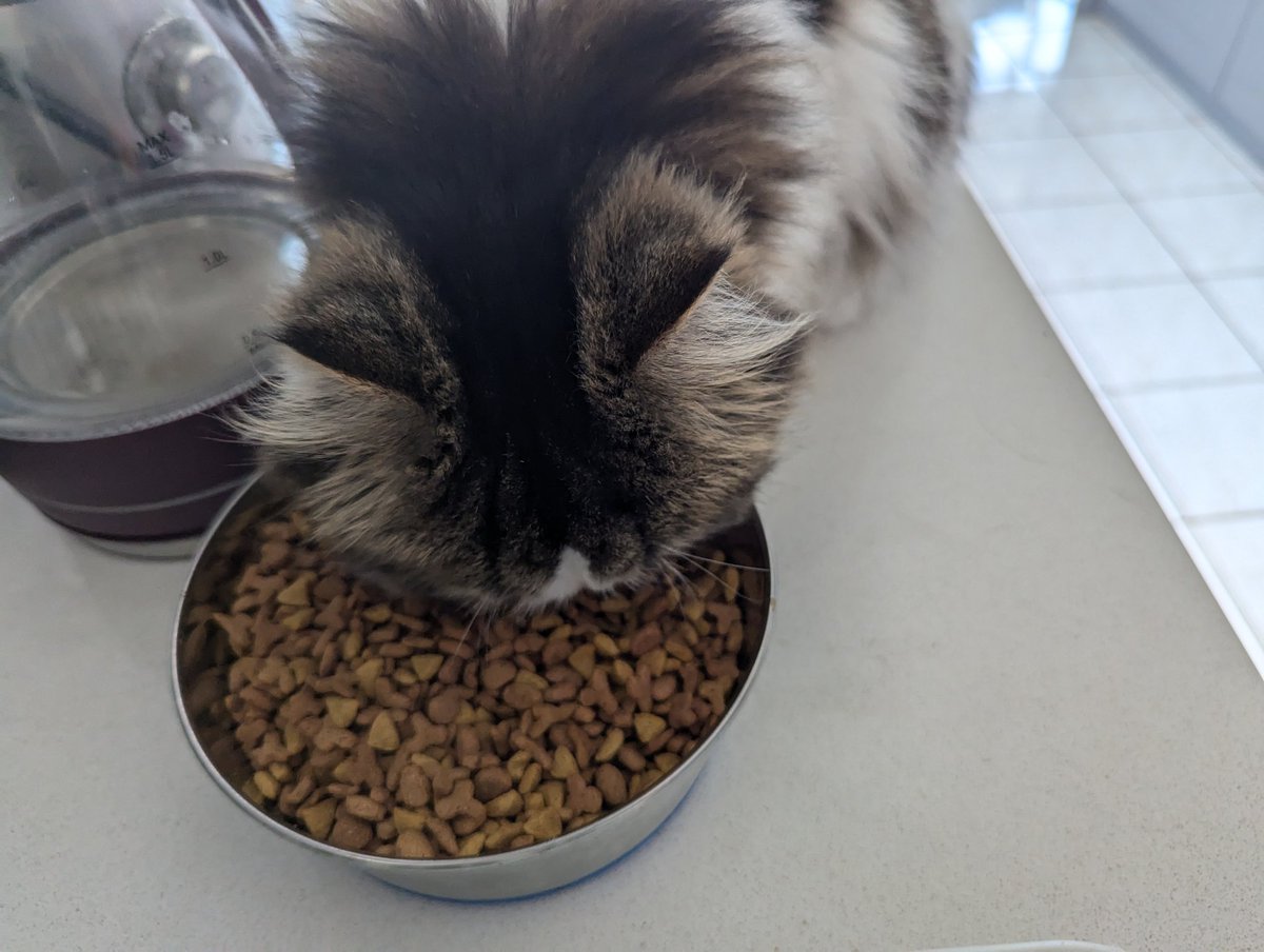 Going away for 2 days, so we gave the cats a big pile of food to last them.

Toby and Carmi are trying to see if they can eat it all before we actually leave.