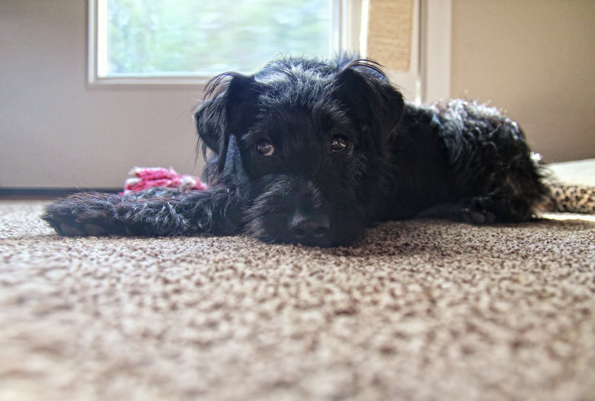 HopkinsCarpet's tweet photo. We are in the Dog Days of Summer and it's hot! 🐶
We hope you and your pets are staying cool. https://t.co/WmG6huAxHn