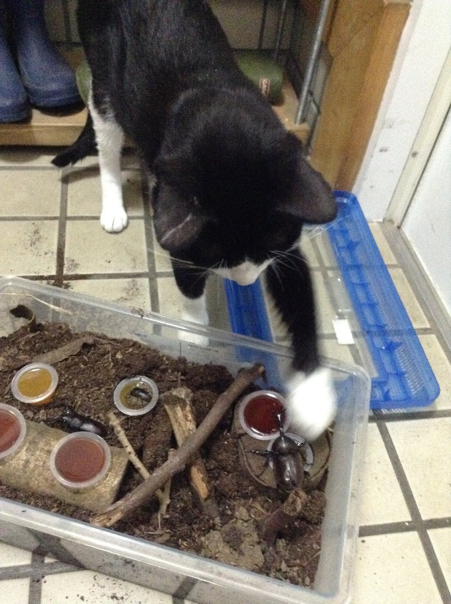 CHIIkun_cat's tweet photo. テイテイ

#カブトムシ https://t.co/JezoQHbzcT