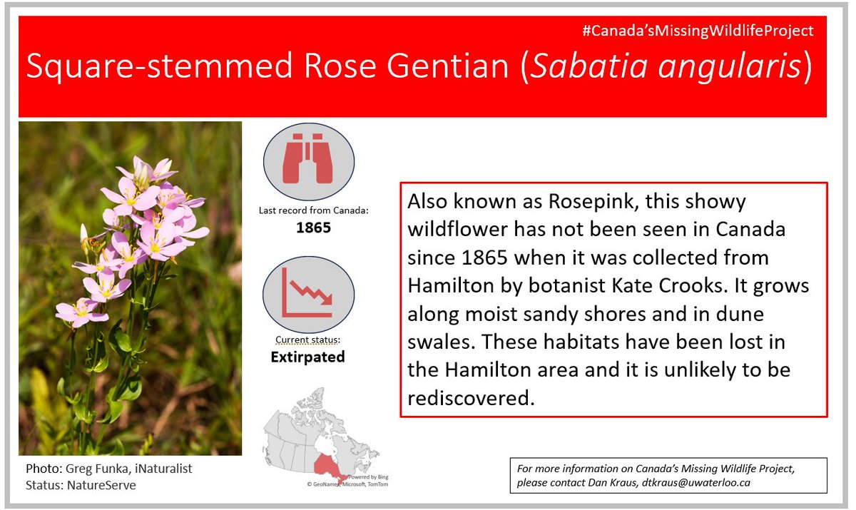 CdnNatureSci's tweet image. For one of my summer passion projects, I&apos;m sharing these stories about Canada&apos;s &apos;missing&apos; wildlife that will be part of an upcoming paper. Hope they inspire awareness, exploration, and restoration!
This week: an Ontario plant (and a botanist) both worthy of more recognition.