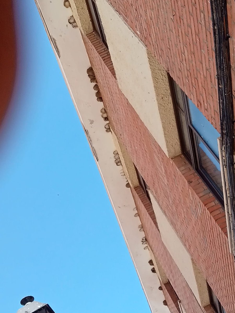 sosvencejos's tweet photo. Esto es muy grave. Han tirado 20 nidos de avión, con pollos y huevos, según recuento de @AAMM_And, mientras adecentaban el Centro de Formación UGT/CCOO de Fuengirola. Es un delito, una inmoralidad y un atentando ecológico. 😡 @ccooandalucia @UGT_Comunica @SG_UGT @nurialomar https://t.co/vU8inkx7hX