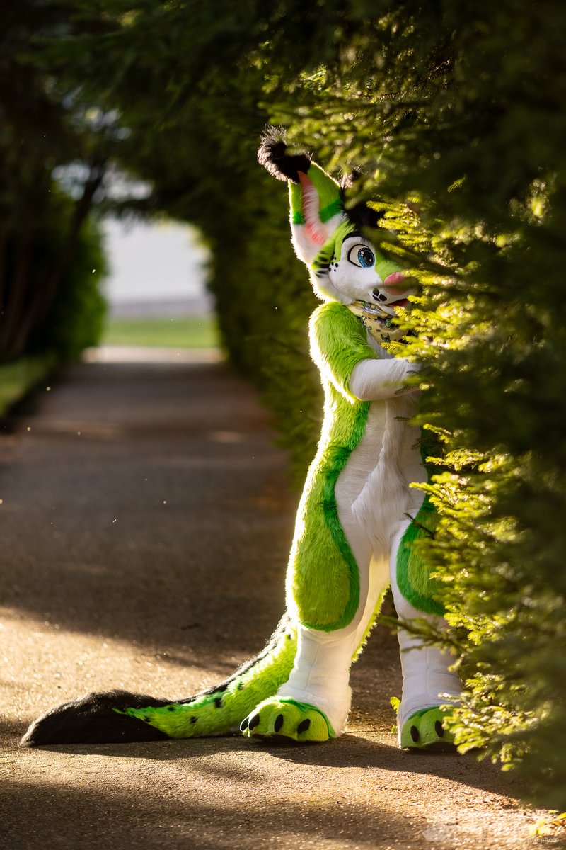 Trying to blend in with nature at #cesfur💚Somehow this didnt work but will remain a great shot by <a href="/FurCPhoto/">Furry C. Photo</a>😇

✂️ <a href="/Fionka_Fursuits/">🐈 Fionka Fursuits 🐈</a>
📷 <a href="/FurCPhoto/">Furry C. Photo</a>