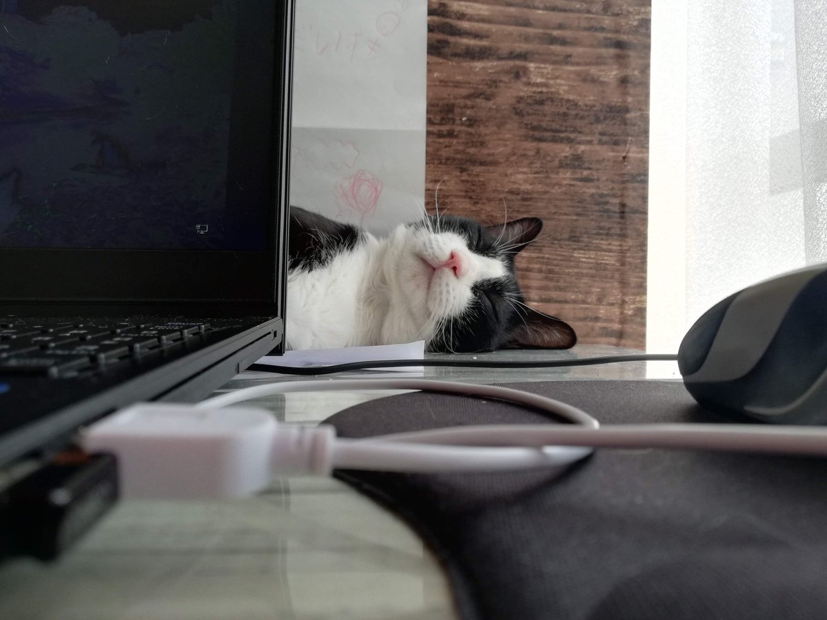 CHIIkun_cat's tweet photo. テレワーク
#テレワーク https://t.co/tw4p9Kic8r