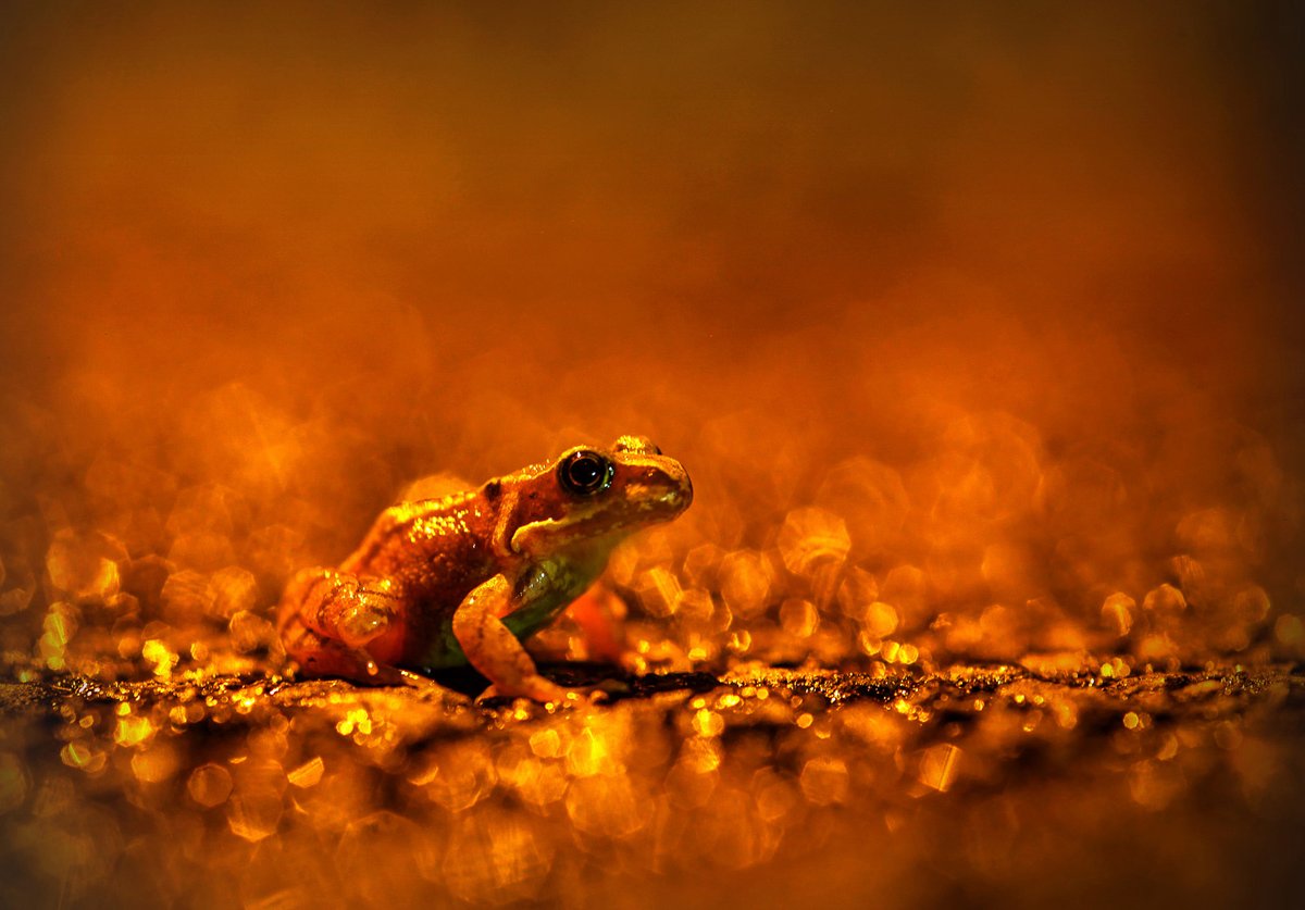 'I stumbled upon this frog whilst putting my bin out one night after a huge downpour. It was a complete stroke of luck, but sometimes wildlife photography happens like this. It is often said that you “make your own luck.''

- Ian Wade, How to Photograph Frogs and Toads in Water