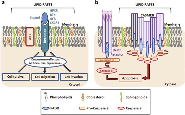 About ~80% of the body's cholesterol is made de novo in the liver. But ...